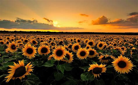 Sunflower Wallpaper for mobile phone, tablet, desktop computer and ...