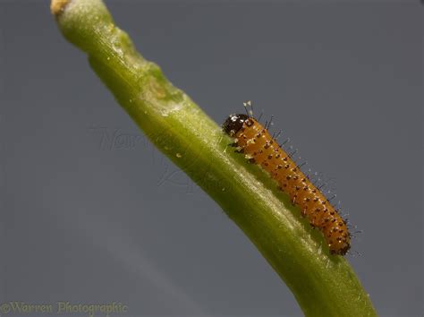 Orange tip butterfly caterpillar 1 day old photo WP38388