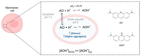 Photochem | Free Full-Text | Photodynamic Activity of Acridine Orange ...