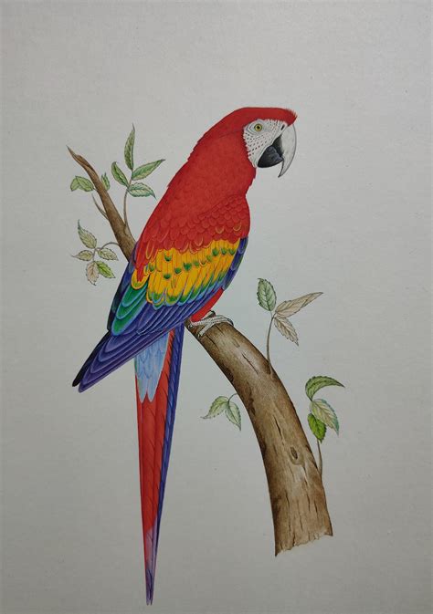 Parrot Watercolor Painting Macaw Painting Parrot Artwork - Etsy UK