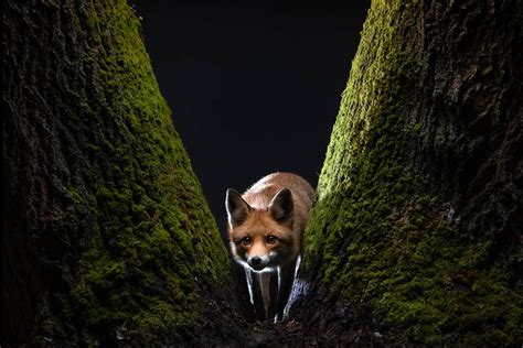 24 amazing shots from the Sony World Photography Awards 2022