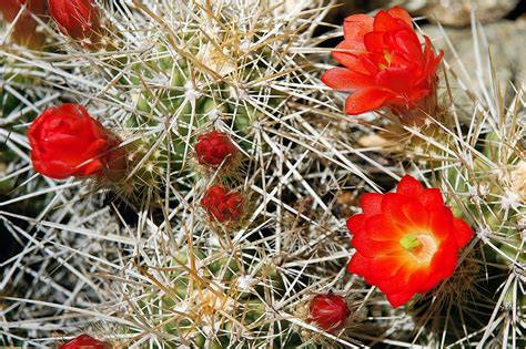 Bright Red Cactus flower | To get the point of this one, vie… | Flickr