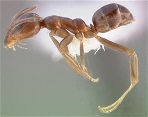 Argentine ants: Overview: Identification