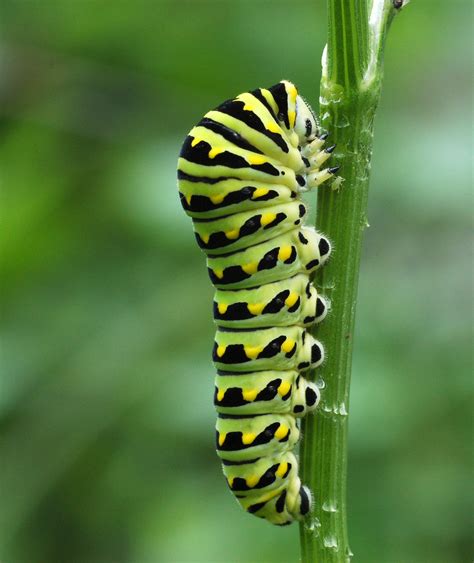 How to Use Fennel (or Dill) to Keep Caterpillars Off Your Vegetable ...