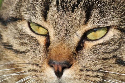 Green Eyes Of Gray Tabby Cat Free Stock Photo - Public Domain Pictures