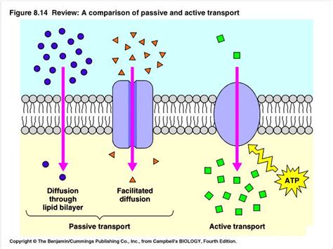 Active Transport Diagram Labeled