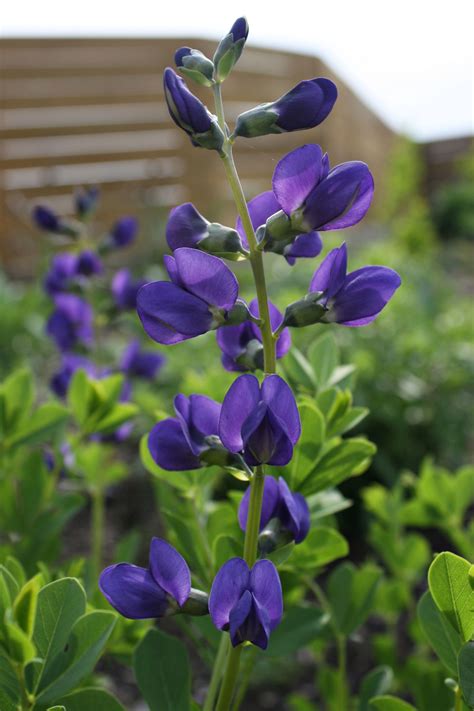 Blue Wild Indigo (Baptisia australis) is a native plant with beautiful ...