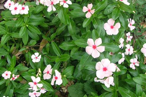 Catharanthus roseus - Alchetron, The Free Social Encyclopedia