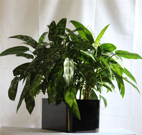 Chinese evergreen house plant, this is an aglaonema 'Emerald Beauty' or ...