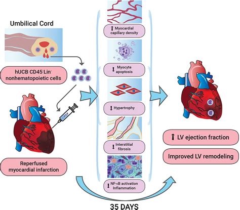 Cord Blood Vs Stem Cells - Umbilical Cord Stem Cells Current Uses ...