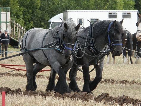 Dutch Draft Horse Info, Origin, History, Pictures