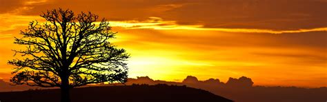 Sunrise Tree Silhouette Free Stock Photo - Public Domain Pictures