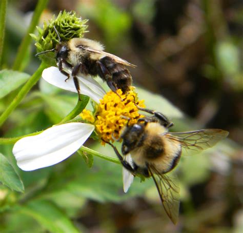 The Bumble Bee – One of Florida’s Vital Pollinators | Panhandle Agriculture