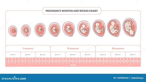 Fetal Growth Chart By Month