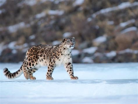 Snow Leopard | Species | WWF