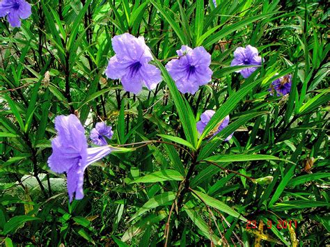 Ruellia simplex C. Wright - elongated stalk form - a photo on Flickriver