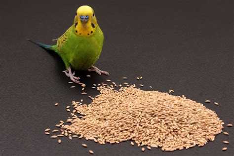 budgie seeds Budgies, Seeds, Bird, Animals, Parakeets, Animales ...