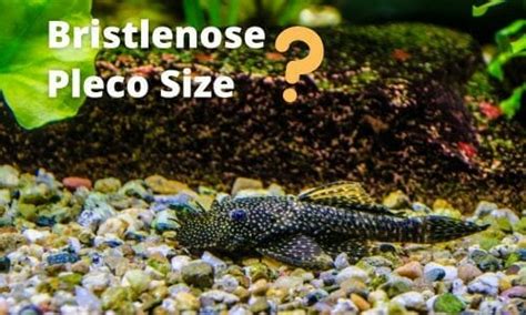 Bristlenose Pleco Size (How Big They Really Get)