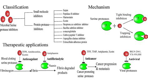 Serine Protease Screening Libraries | Protease Screening Libraries ...