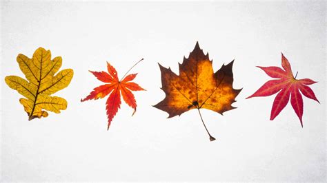 Everyday Philosophy: Why we pay attention to autumn leaves - The New ...