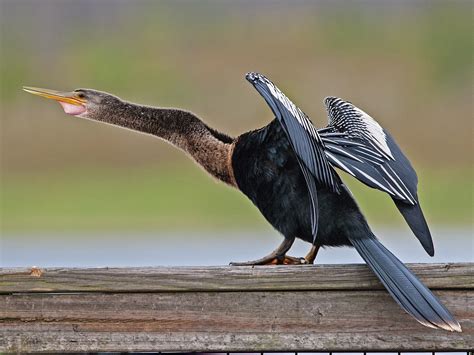 Anhinga - eBird