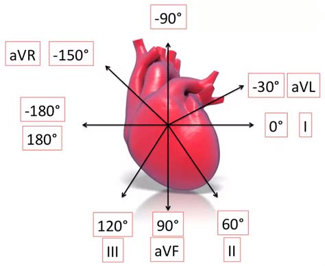 Eixo cardíaco no ECG: como identificar e fazer o cálculo