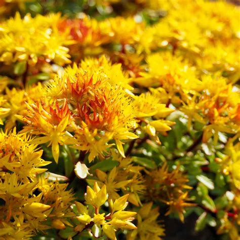 Drought Tolerant Sedum Hybridum Ground Cover Plant Seeds