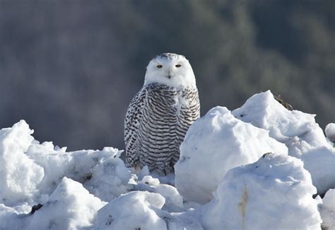 Laura's Birding Blog: Snowy Owl Migration: More complicated than most ...