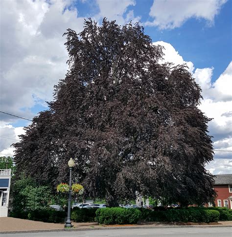 Enduring Legacy of the Town's Iconic Copper Beech Tree | Town of Pittsford