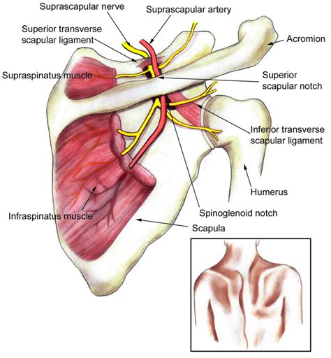 Suprascapular neuropathy causes, symptoms, diagnosis, treatment & prognosis