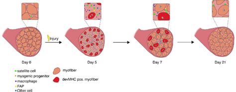 Regeneration of skeletal muscle. Time course of changes in cellular ...