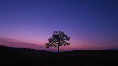 2048x1152 Dark Sky Tree Purple Sky Nature 2048x1152 Resolution HD 4k ...