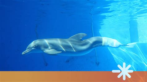 Winter: Prosthetic Tail Helps Baby Dolphin Swim Again | Hanger Clinic