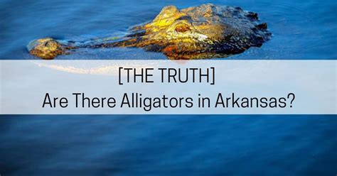 Are There Alligators in Arkansas? And WHERE? - All About Arkansas