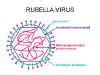 Rubella