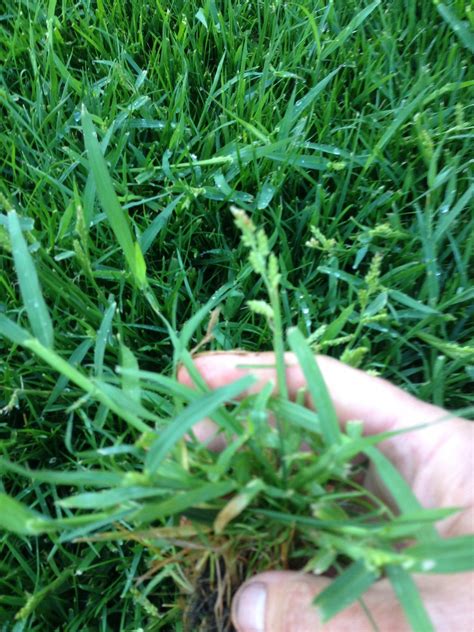 Rye grass growing up through new turf | LawnSite™ is the largest and ...