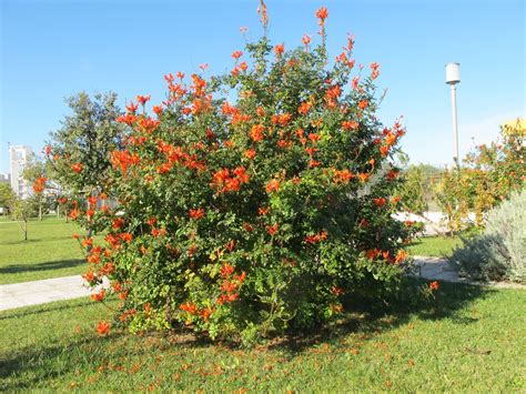 Cape Honeysuckle Hedge: Tecomaria Capensis