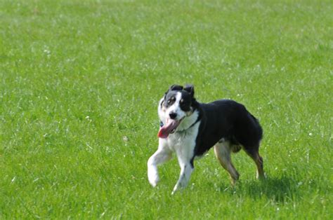 Herding | Working border collie herding a flock of ewes and … | Flickr