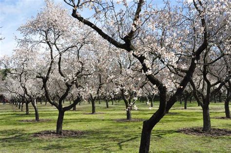 Complete Information About Almond Tree & How to Grow an Almond Tree