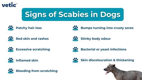 Scabies in Dogs: Signs, Diagnosis, Treatment of Sarcoptic Mange