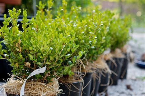 How to Plant a Dwarf Boxwood Hedge