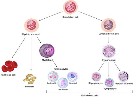 White Blood Cells Macrophages