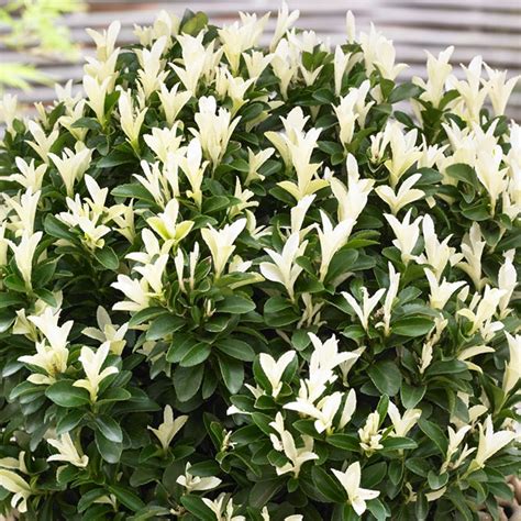 Euonymus japonicus Paloma Blanca | Shrubs for Sale | Free UK Delivery ...