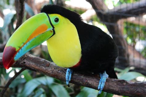 Free photo: Colorful Toucan - Animal, Bird, Color - Free Download - Jooinn