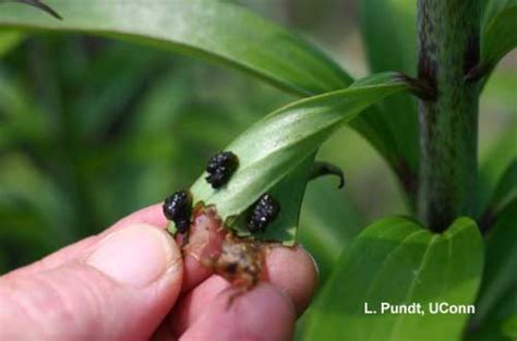 Lily Leaf Beetle Larvae | Center for Agriculture, Food, and the Environment