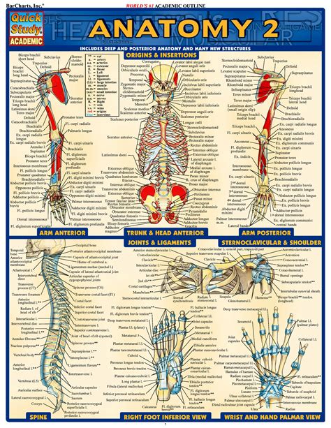 Anatomy And Physiology Printable Pdf