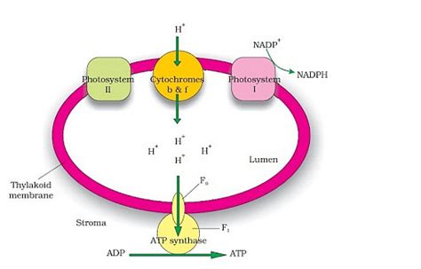 Photosynthesis and Chemiosmotic Hypothesis: Processes