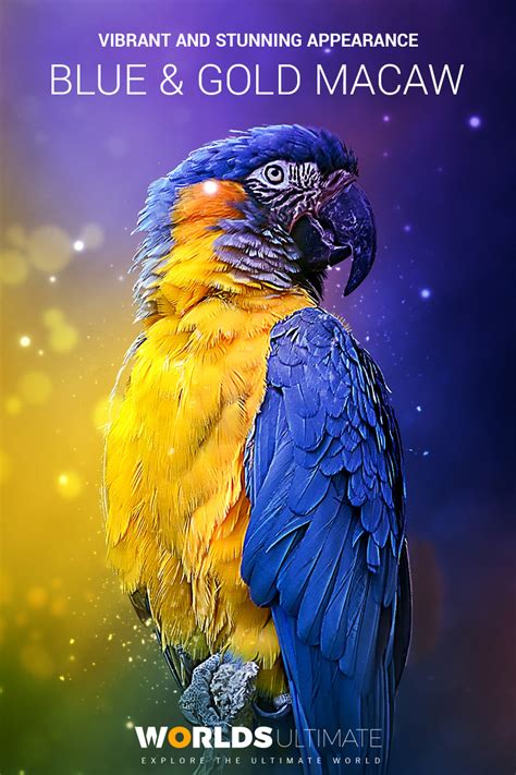 Blue and Gold Macaw: Facts, Habitat, Food & Care (Ara ararauna)