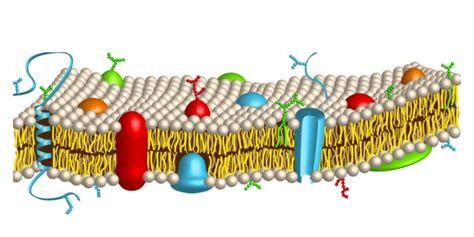 Membrana Celular: características, funciones y estructura