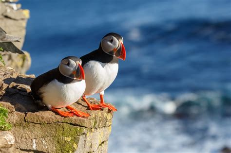 Puffins in Látrabjarg - Nesting in the Westfjords of Iceland